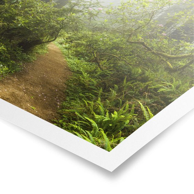 Quadros modernos Misty Forest Path