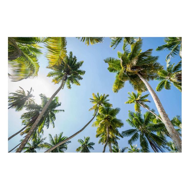 quadro com paisagens Palm Tree Canopy