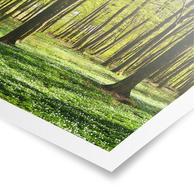 Posters paisagens Forest Meadow