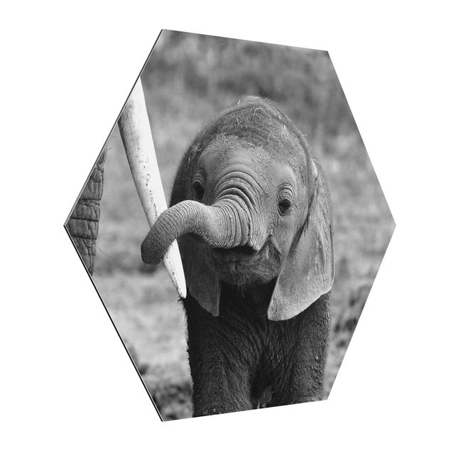 Quadros animais Baby Elephant