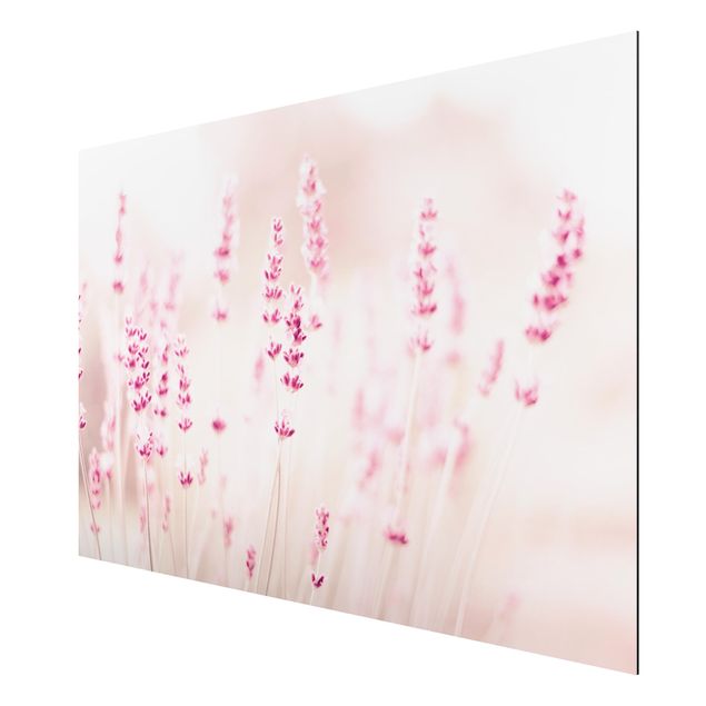 quadro com flores Pale Pink Lavender