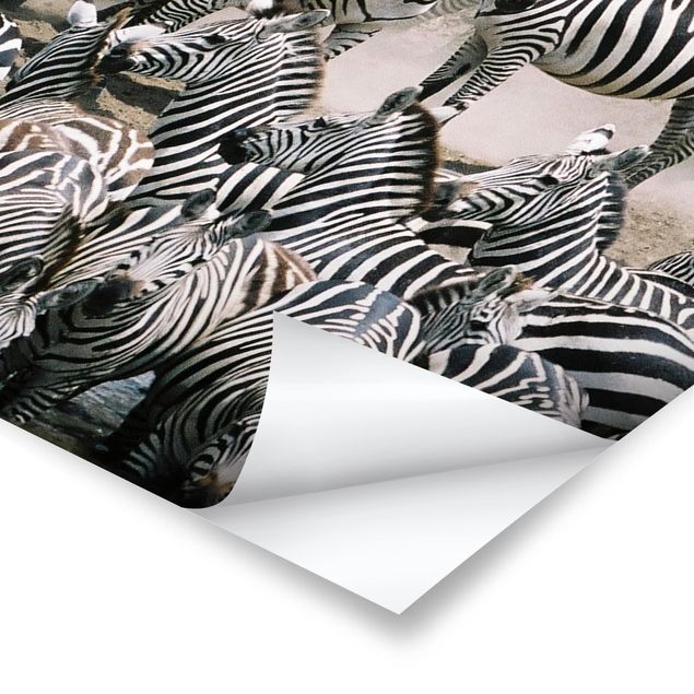 decoração quadros Zebra Herd