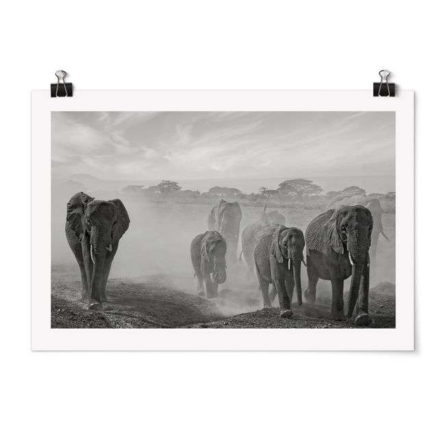 Posters em preto e branco Herd Of Elephants