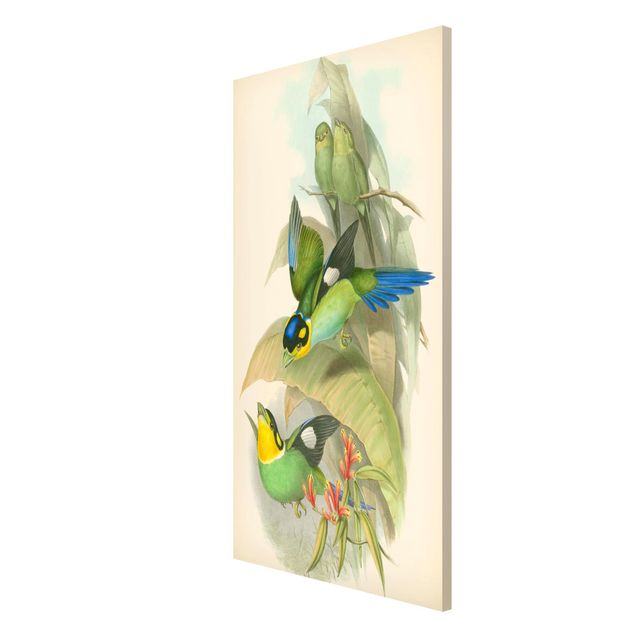 Quadros florais Vintage Illustration Tropical Birds