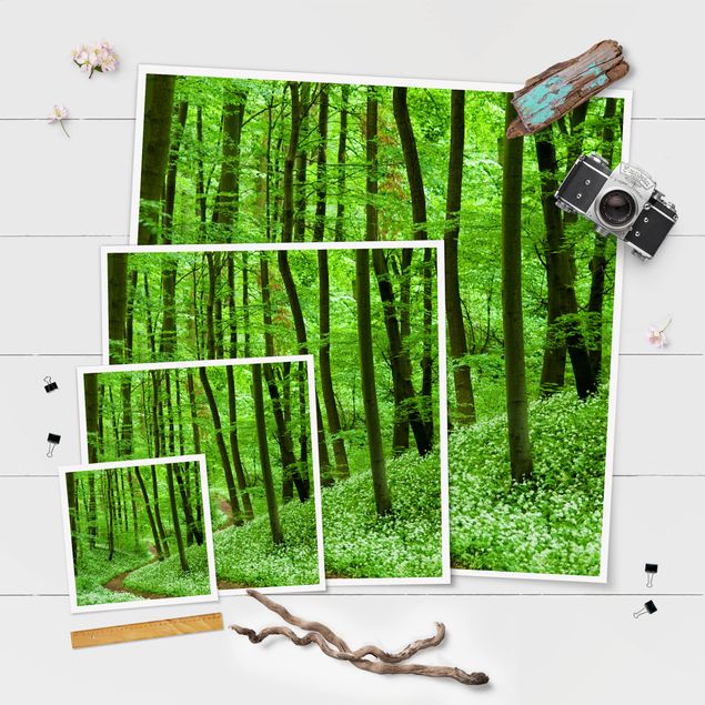 quadros decorativos verde Romantic Forest Track
