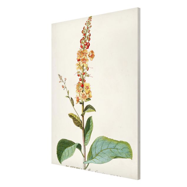 Quadros florais Vintage Botanical Illustration Mullein