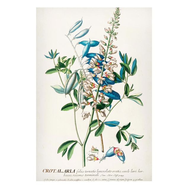 Quadros magnéticos flores Vintage Botanical Illustration Legumes