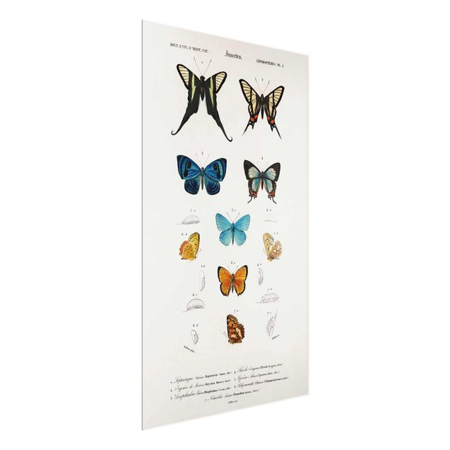 Quadros retro Vintage Board Butterflies I