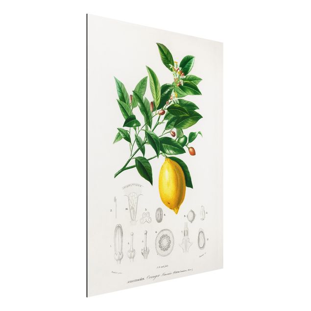 decoraçao para parede de cozinha Botany Vintage Illustration Of Lemon