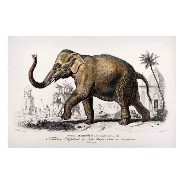 Quadros elefantes Vintage Board Elephant