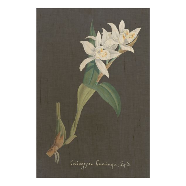 Quadros em madeira flores White Orchid On Linen II