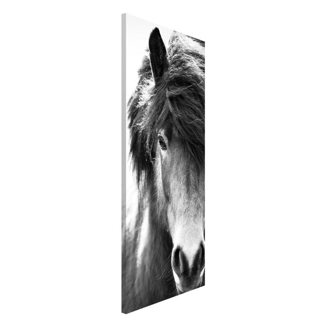decoraçao para parede de cozinha Icelandic Horse In Black And White