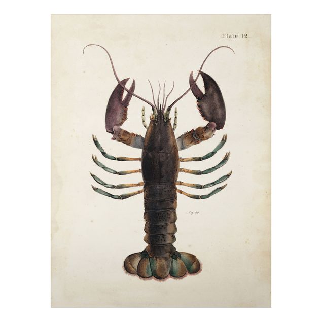 Quadros retro Vintage Illustration Lobster
