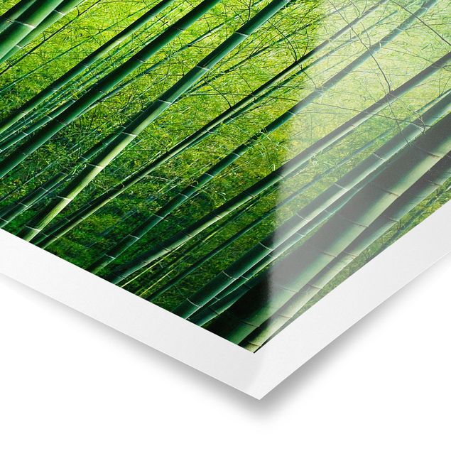 Posters paisagens Bamboo Forest