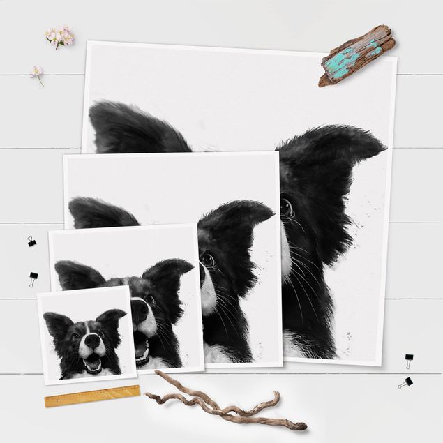 Quadros decorativos Illustration Dog Border Collie Black And White Painting