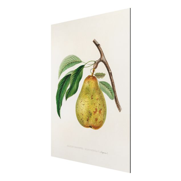 Quadros florais Botany Vintage Illustration Yellow Pear