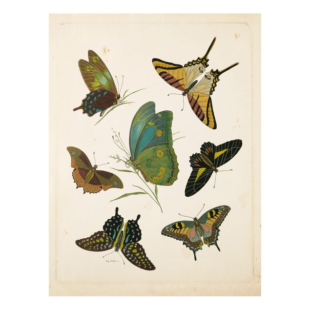 quadro de borboletas Vintage Illustration Exotic Butterflies