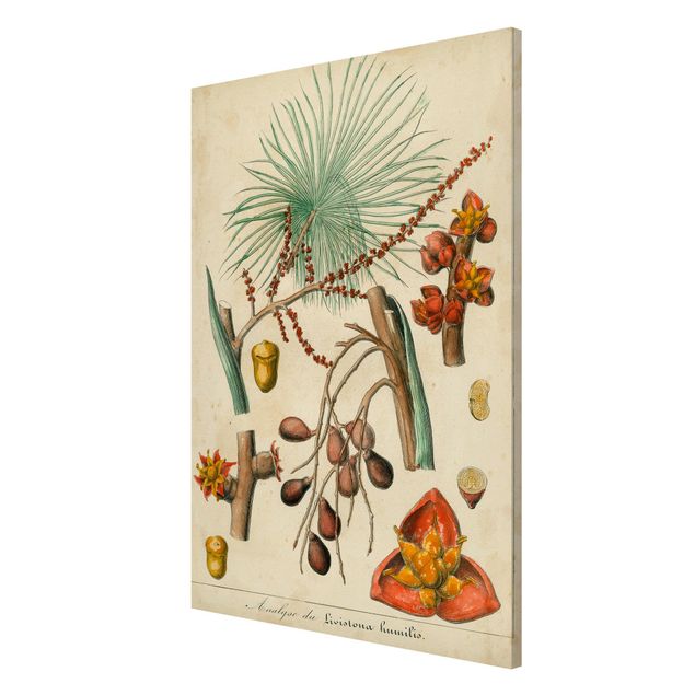 Quadros florais Vintage Board Exotic Palms III