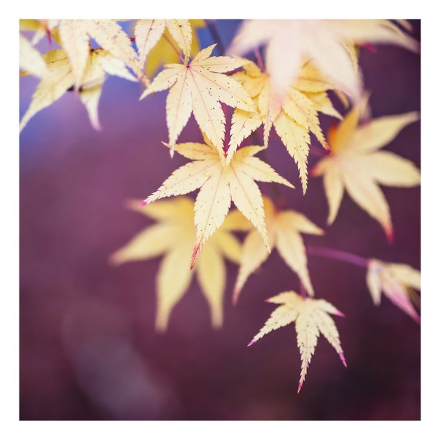 Painel anti-salpicos de cozinha Autumn Maple Tree