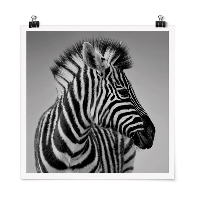poster preto e branco Zebra Baby Portrait II