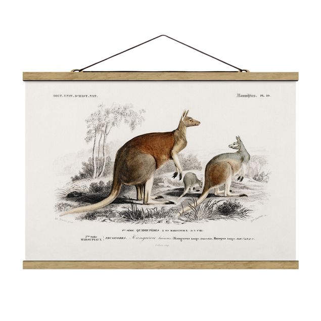 Quadros retro Vintage Board Kangaroo