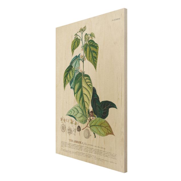 Quadros em madeira vintage Vintage Botanical Illustration Cocoa