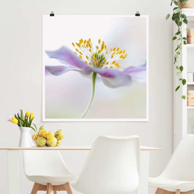 Posters flores Windflower In White