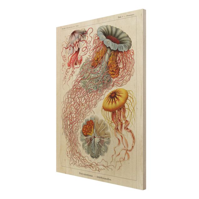 quadros para parede Vintage Board Jellyfish