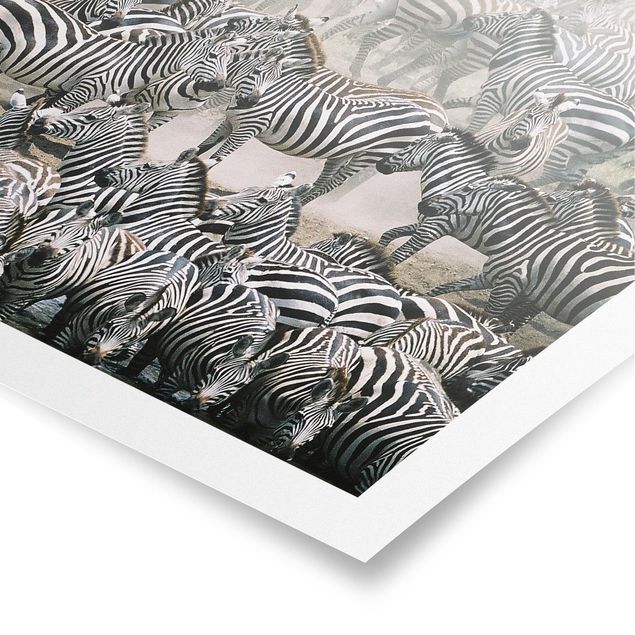 Quadros África Zebra Herd