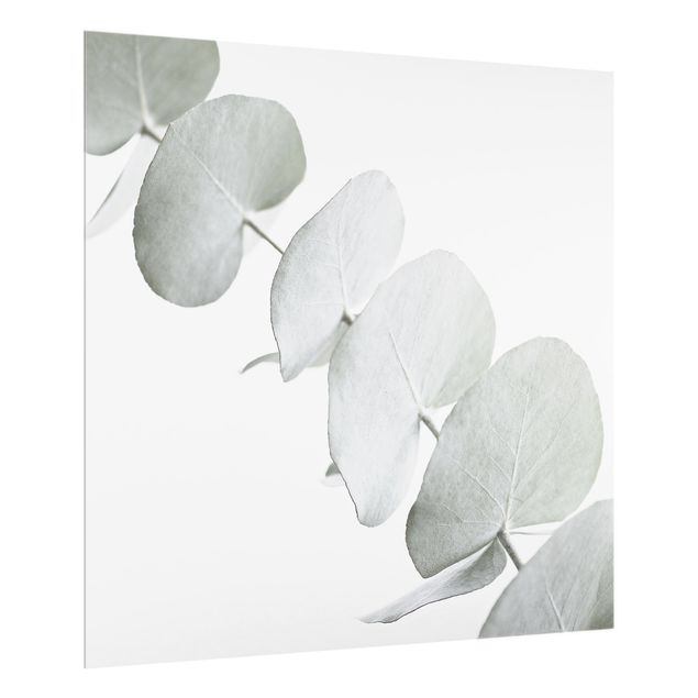 painéis antisalpicos Eucalyptus Branch In White Light
