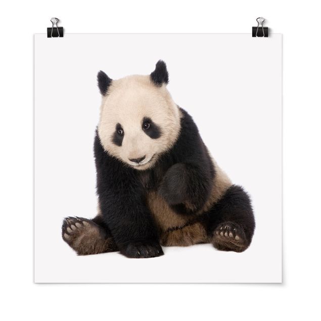 Posters animais Panda Paws