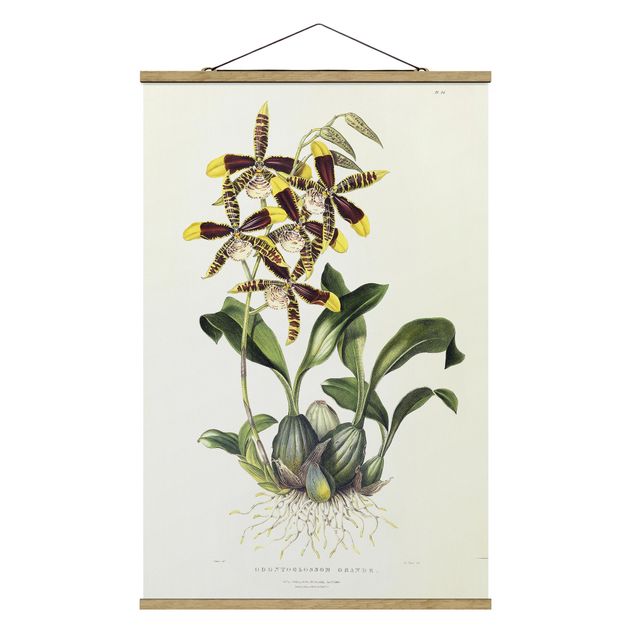 Quadros florais Maxim Gauci - Orchid II