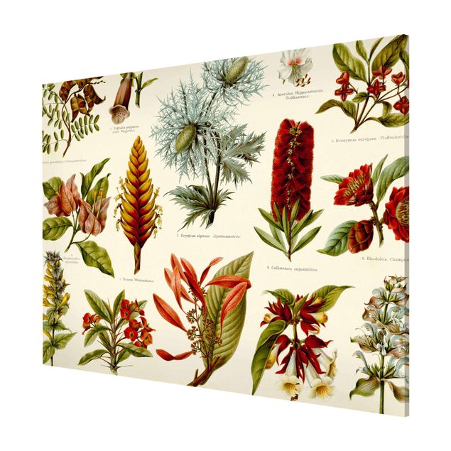 Quadros florais Vintage Board Tropical Botany I