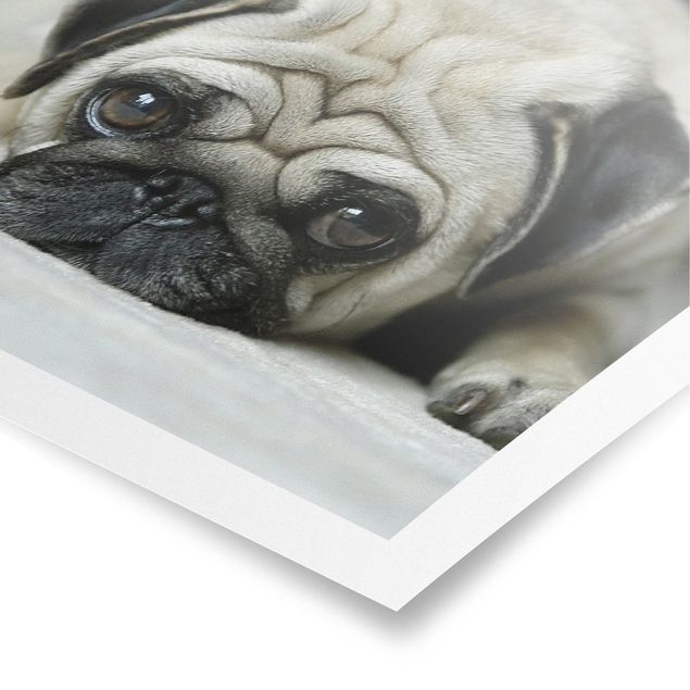 Posters animais Pug Loves You