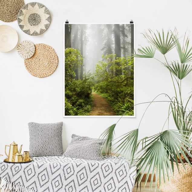 Posters paisagens Misty Forest Path