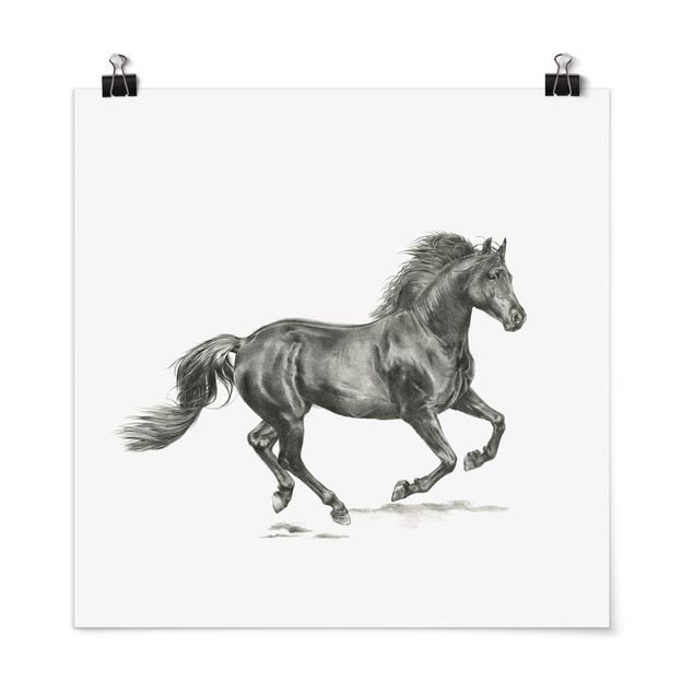 poster preto e branco Wild Horse Trial - Stallion