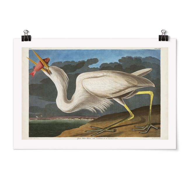 Posters animais Vintage Board Great White Egret