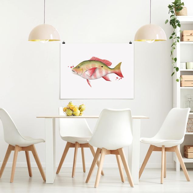 Posters animais Color Catch - Northern Red Snapper