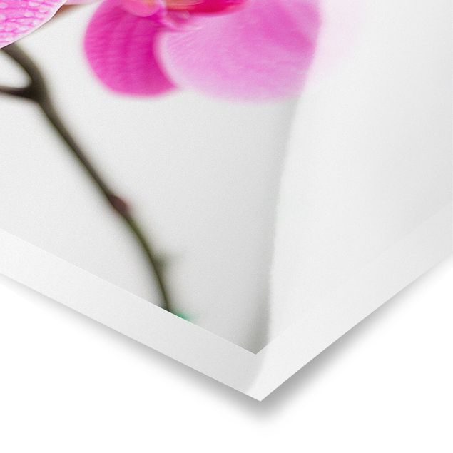 decoração quadros Close-Up Orchid