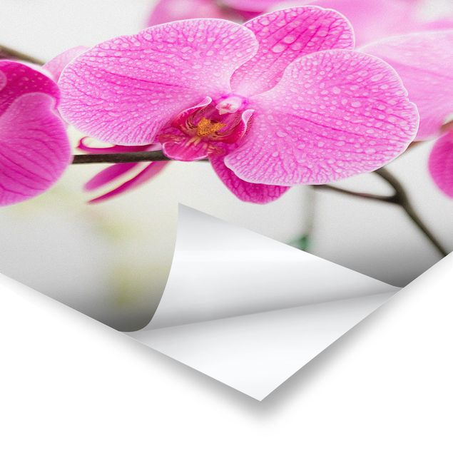 decoração quadros Close-Up Orchid