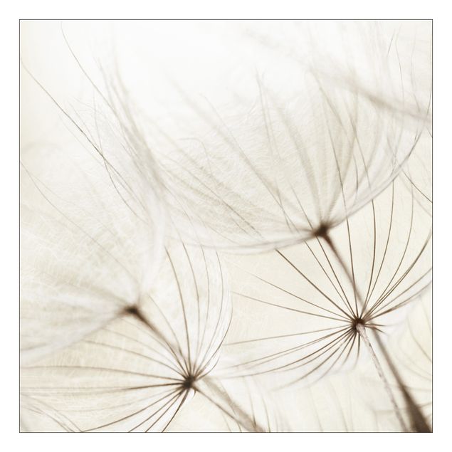 Películas autocolantes brancas Gentle Grasses