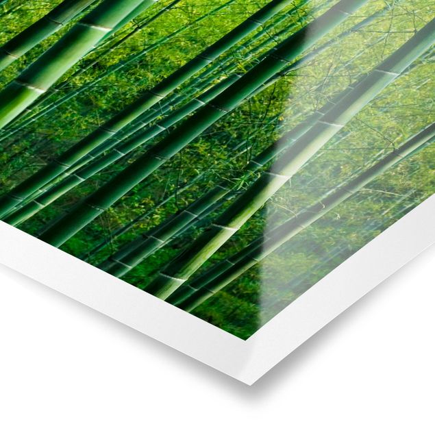 Posters paisagens Bamboo Forest