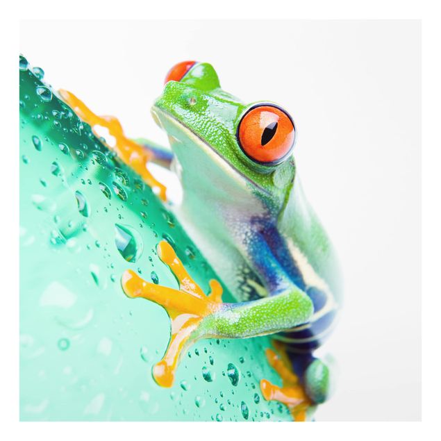 Painel anti-salpicos de cozinha Frog
