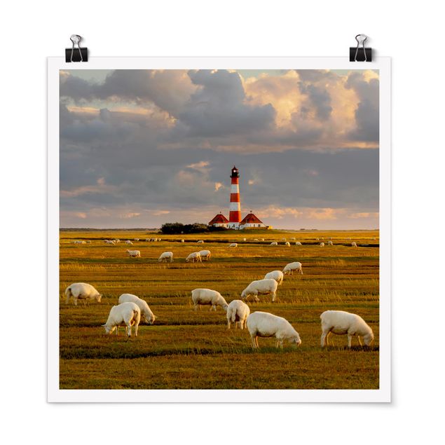 quadro de praia North Sea Lighthouse With Flock Of Sheep