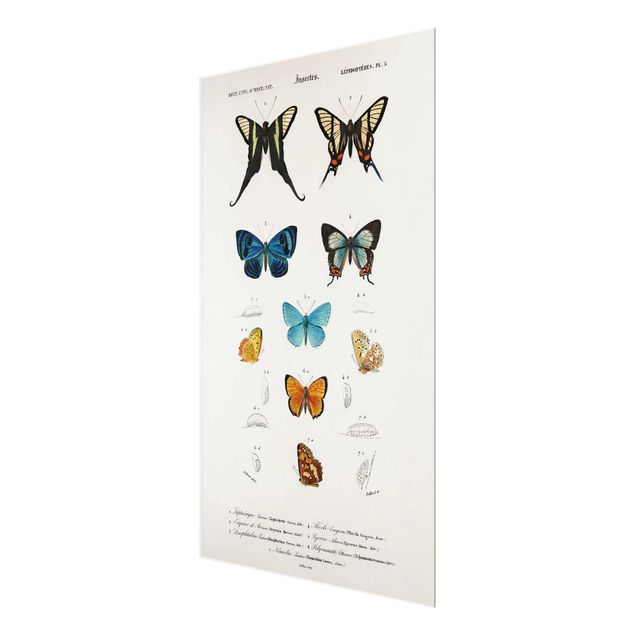 quadros azuis Vintage Board Butterflies I