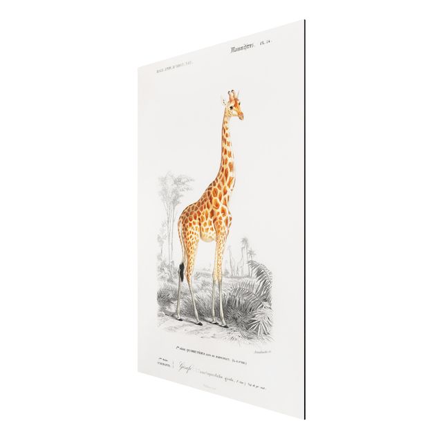 Quadros África Vintage Board Giraffe