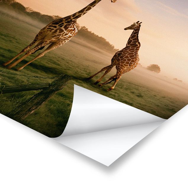 Posters paisagens Surreal Giraffes