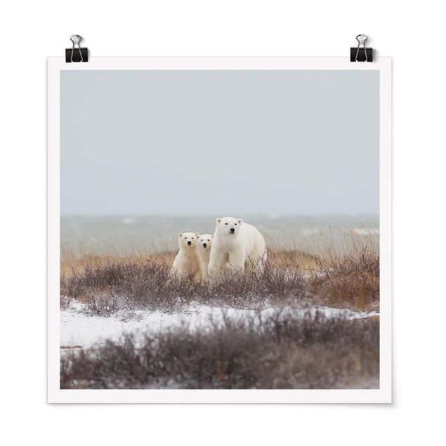 Posters animais Polar Bear And Her Cubs