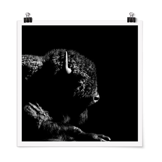 Posters animais Bison In The Dark