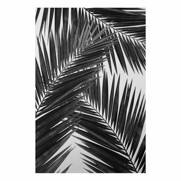 quadros de paisagens View Through Palm Leaves Black And White